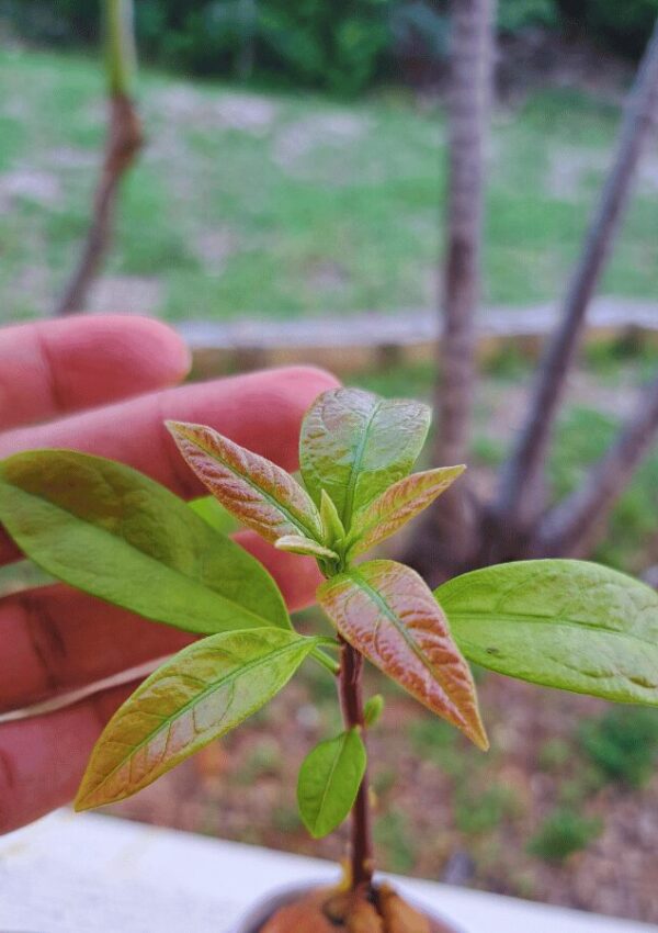 Hope In A Beautiful Garden Takes Root