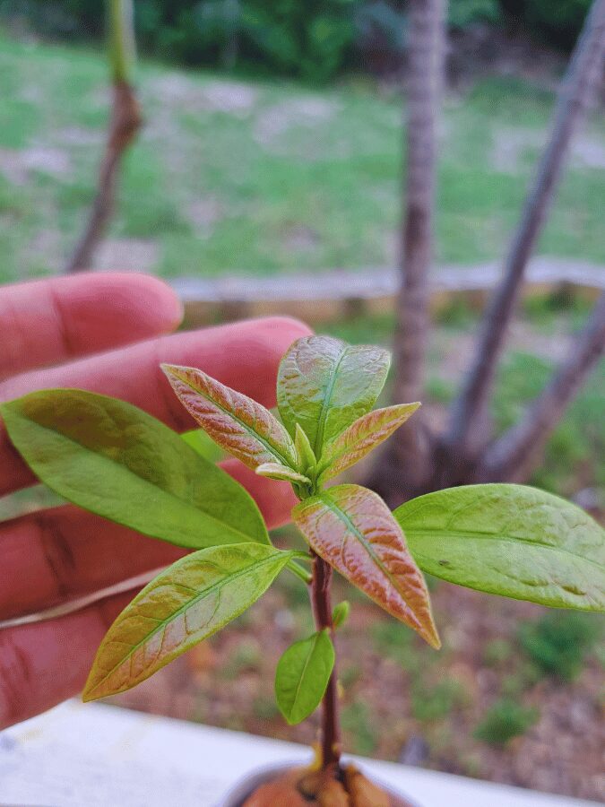 Hope In A Beautiful Garden Takes Root