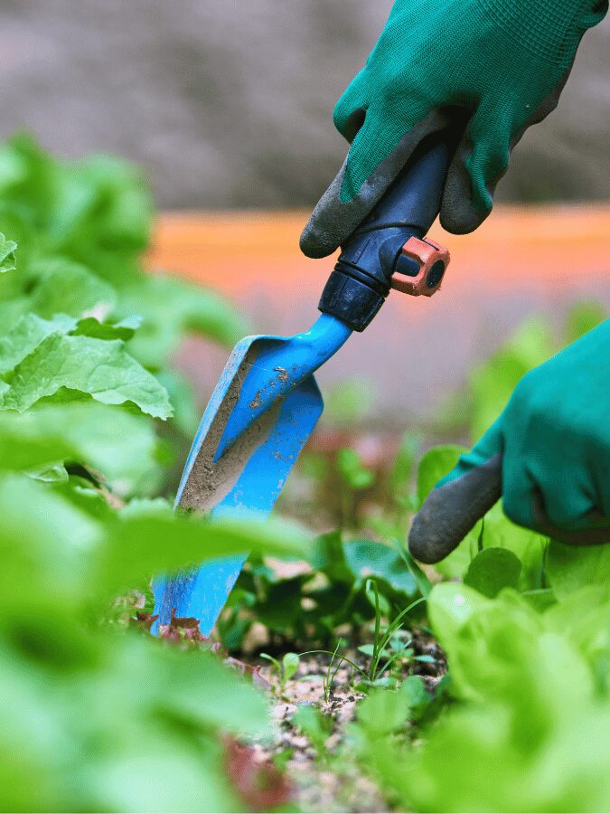 Hope In A Beautiful Garden Takes Root