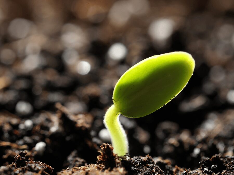 Interesting and Inspiring Garden Quotes