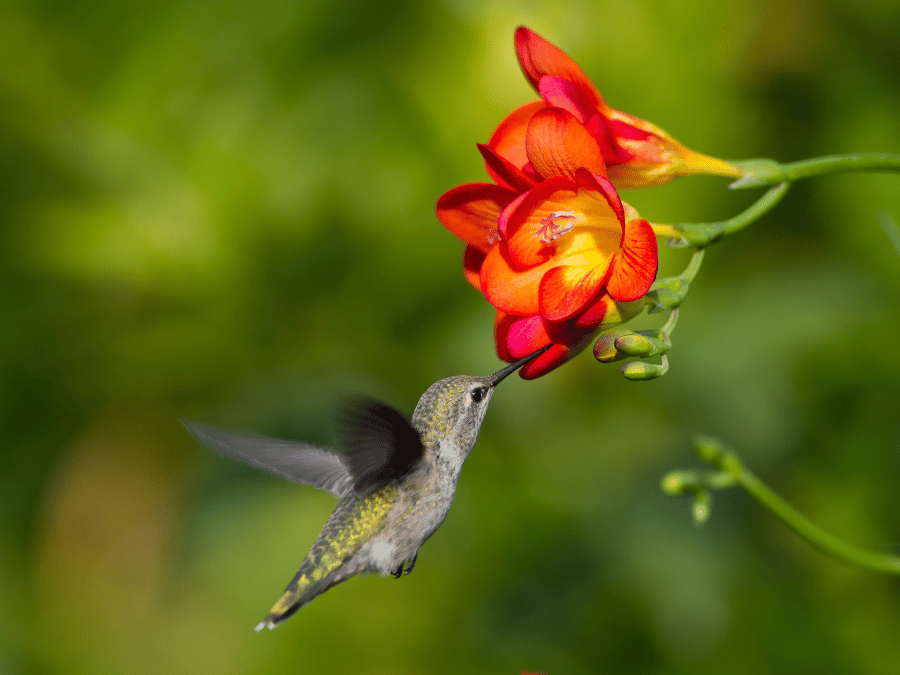 Interesting and Inspiring Garden Quotes